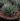 Aloe Aristata (Bare Rooted)