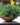 BERGERANTHUS (Bare Rooted)
