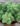 Burro’s Tail (Bare Rooted)