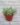 Cotyledon Pendens (Bare Rooted)