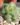 Crassula Hemisphaerica (Bare Rooted)