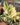 Crassula Yellow (Bare Rooted)