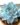 Crested Echeveria Peacockii – Blue Bird (Bare Rooted)