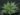 Dyckia Brevifolia (Bare Rooted)