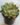 Echeveria Pulidonis (Bare Rooted)