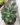 Echeveria Pulvinata (Bare Rooted)