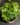 English Ivy (Bare Rooted)