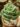 Graptoveria Lovely Rose (Bare Rooted)
