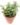 Green Elephant Bush (Bare Rooted)