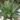 Haworthia Aloe Rauhii Reynolds (Bare Rooted)