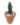 Haworthia Reinwardtii (Bare Rooted)