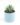 Haworthia Zebra (Bare Rooted)