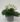 Kalanchoe White (Bare Rooted)