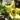 Orbea Semota Var Lutea (Bare Rooted)