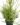 Pencil Pine Cactus (Bare Rooted)