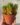 Pink jelly bean (Bare Rooted)