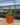 SANSEVERIA DWARF (Bare Rooted)