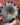 Sempervivum Tectorum (Bare Rooted)