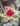 Variegated Baby Sun Rose (Bare Rooted)
