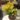 Variegated Crassula Ovata Gollum Yellow (Bare Rooted)