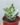 Variegated Pink Jade (Bare Rooted)