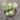 Variegated String of Buttons (Bare Rooted)