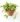 Variegated String of Tears (Bare Rooted)