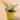 Yellow Elephant Bush (Bare Rooted)